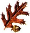 forestry, America, jobs