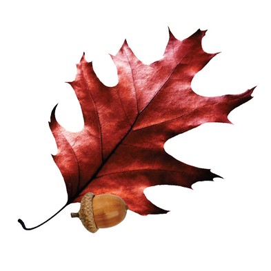 ForestryUSA oak leaf